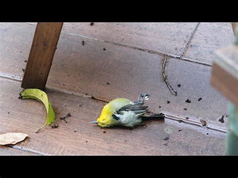 小鳥死掉怎麼處理|【鳥死了怎麼處理】發現死鳥別亂丟！3步驟安全處理解決鳥類遺。